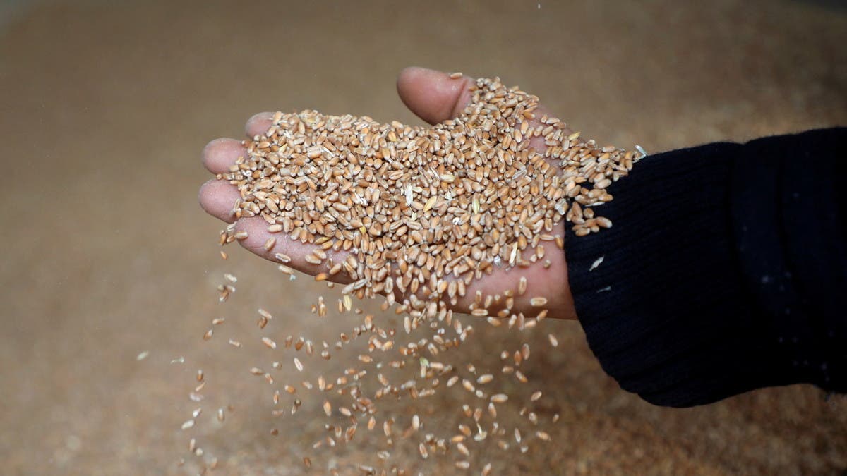 مصر-تورد-3.5-مليون-طن-من-القمح-المحلي-خلال-موسم-الحصاد-الحالي