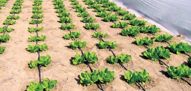 الزراعة-الملحية-في-الإمارات.نهج-مُبتكر-في-وجه-التغييرات-المناخية