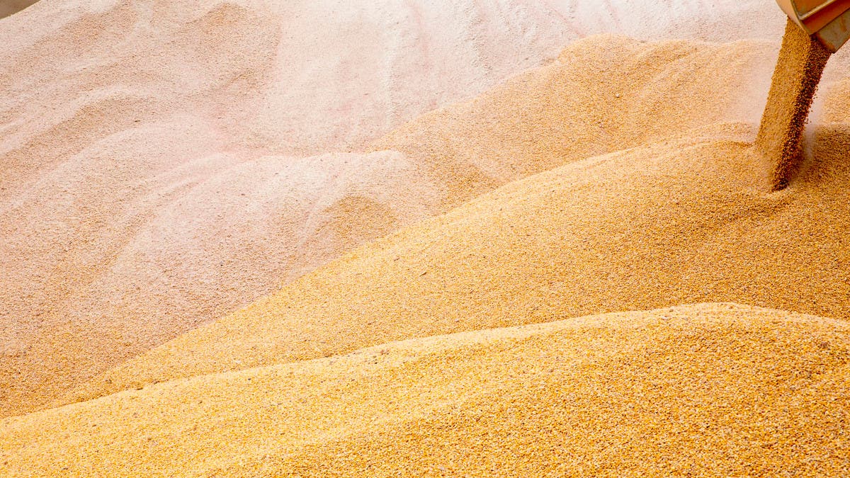 مصر-تشتري-3.9-مليون-طن-من-القمح-المحلي-منذ-بداية-موسم-الحصاد