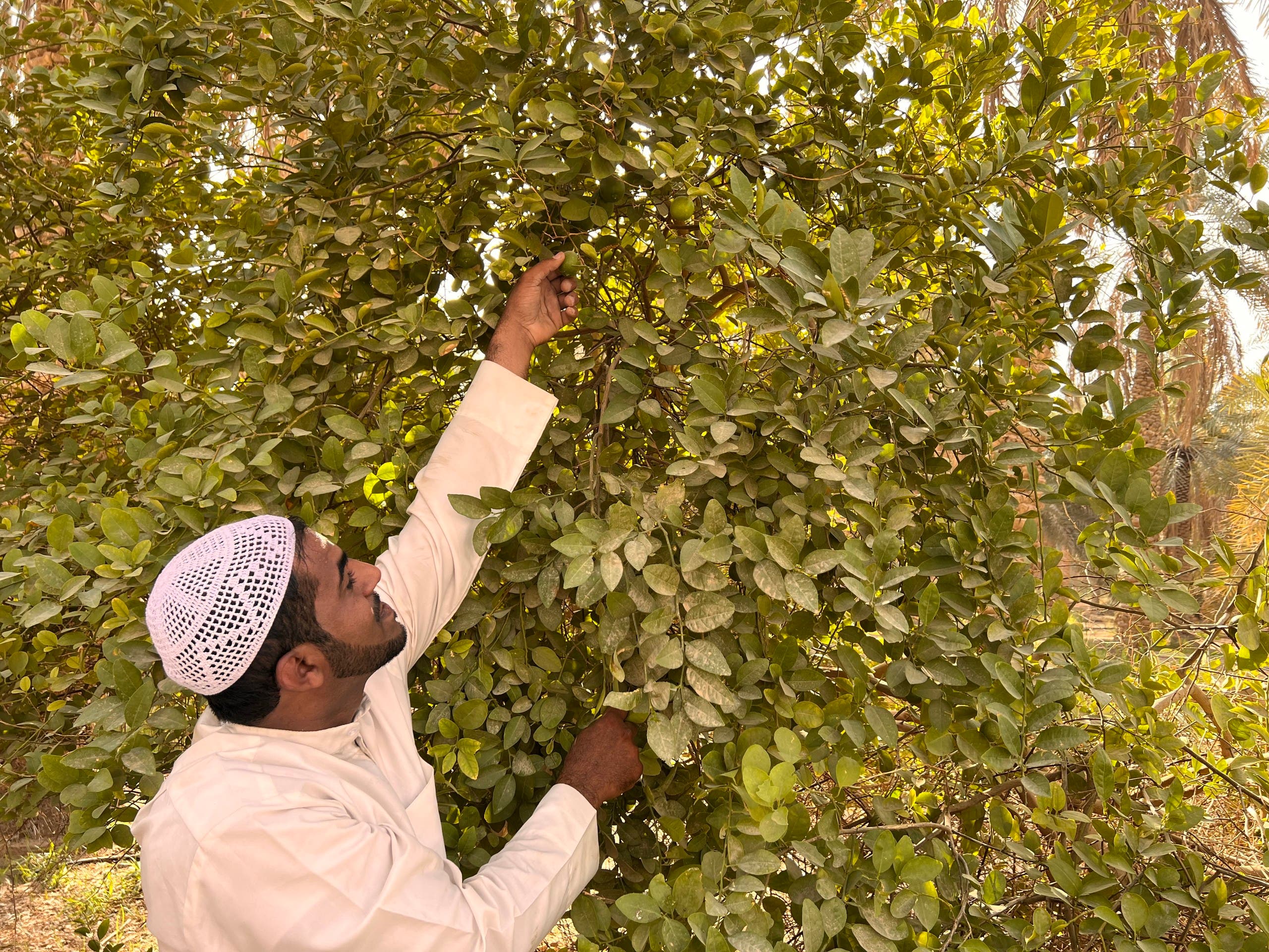مزارع يقطف ثمار الليمون