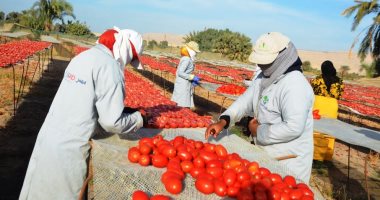 أسعار-الخضروات-فى-مصر-اليوم-الطماطم-بـ-3.5-جنيه