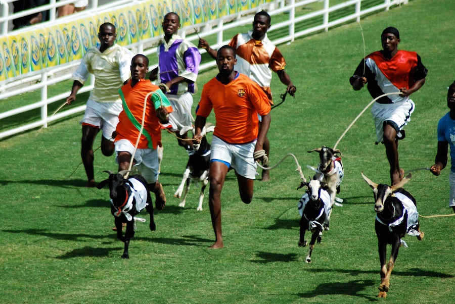 سباق الحيوانات الماعز