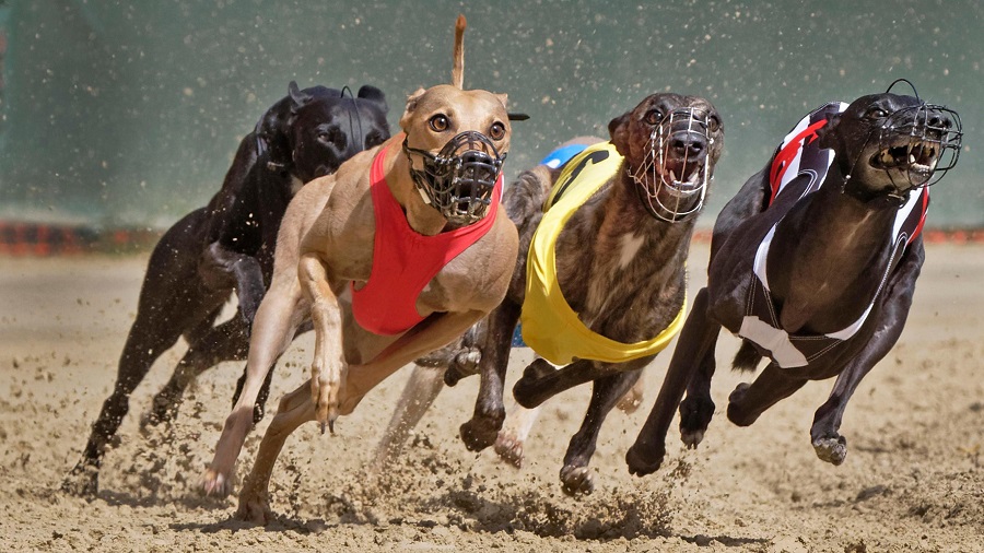 سباق الكلاب السلوقية