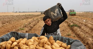 ارتفاع-صادرات-مصر-من-البطاطس-بنسبة-129%-يونيو-الماضى