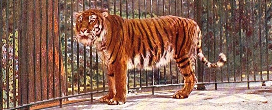 نمر قزوين
