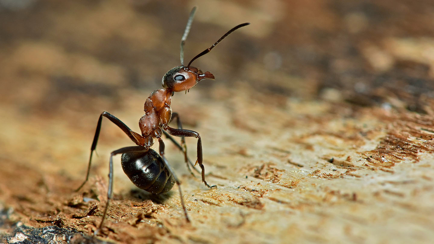 لماذا-يغير-النمل-حجم-رأسه-؟