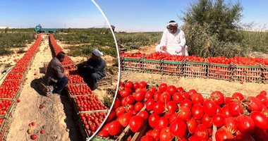 شعبة-الخضراوات:-الطماطم-من-375-لـ-6.5-جنيهات-والبطاطس-4-إلى-6-جنيهات