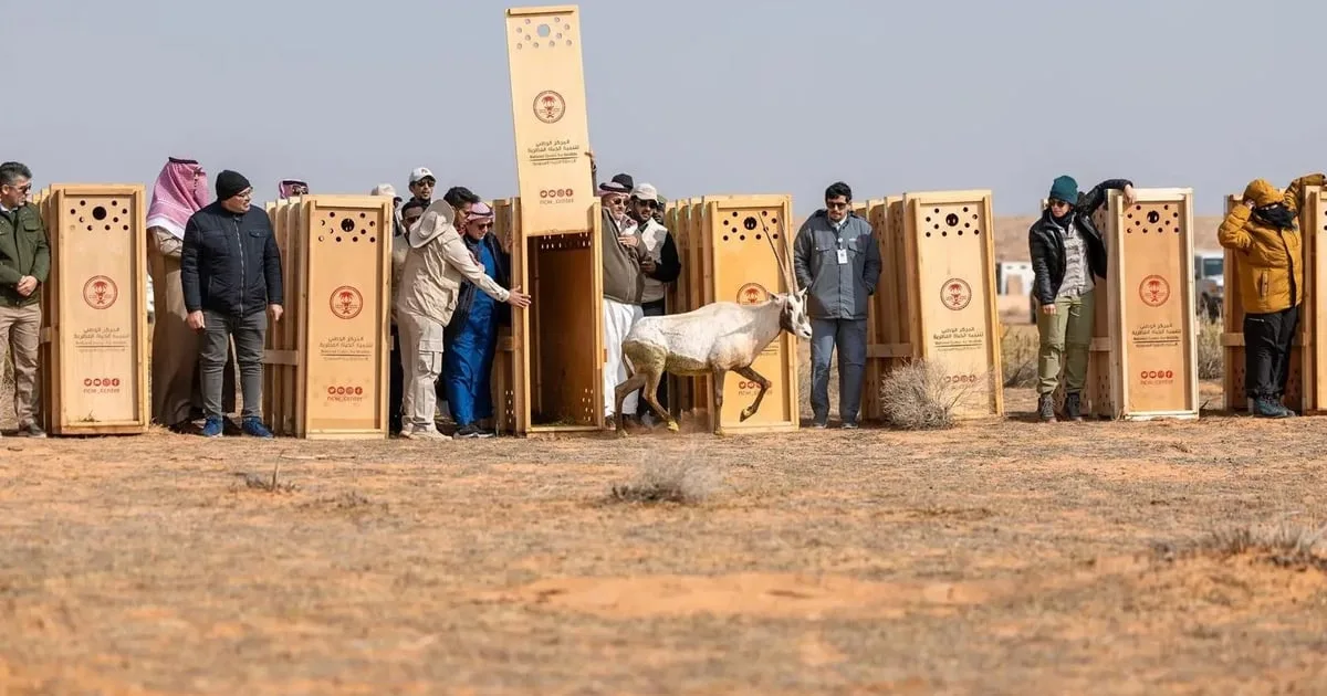 إطلاق-عدد-من-الكائنات-الفطرية-المهددة-بالانقراض-بمحمية-الإمام-تركي-بن-عبدالله